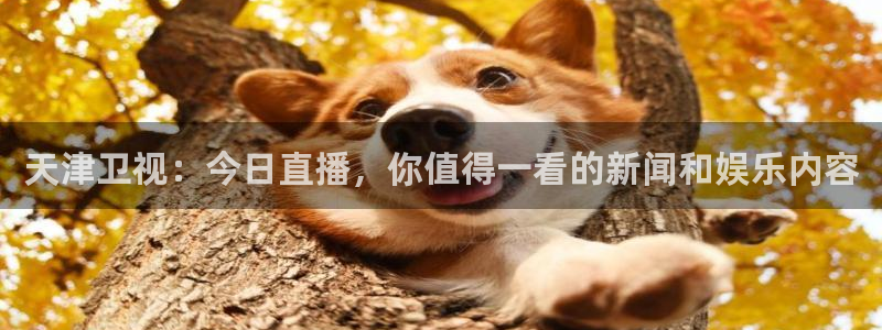 鲸鱼体育在线直播nba：天津卫视：今日直播，你值得一看的新闻和娱乐内容