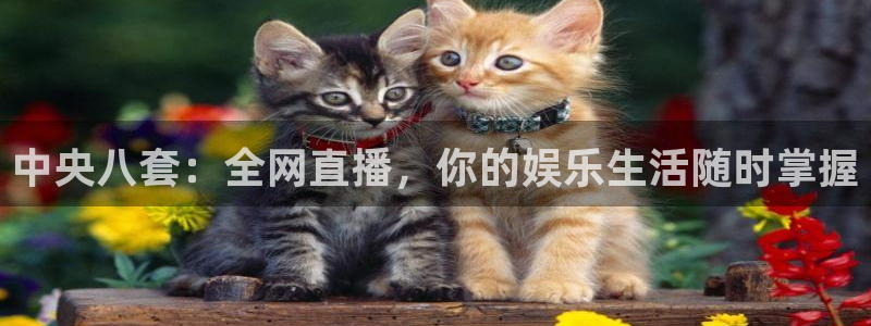 鲸鱼体育直播在线观看高清：中央八套：全网直播，你的娱乐生活随时掌握